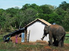 Jika Home Range Gajah Terganggu