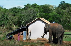 Jika Home Range Gajah Terganggu