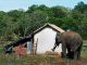 Jika Home Range Gajah Terganggu